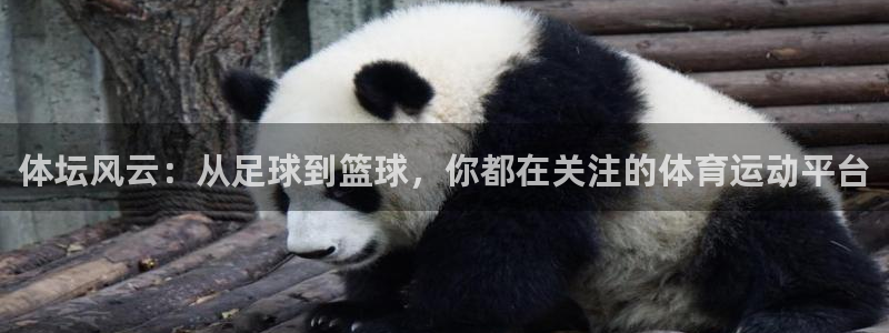 米兰体育官方正版app代理：体坛风云：从足球到篮球，